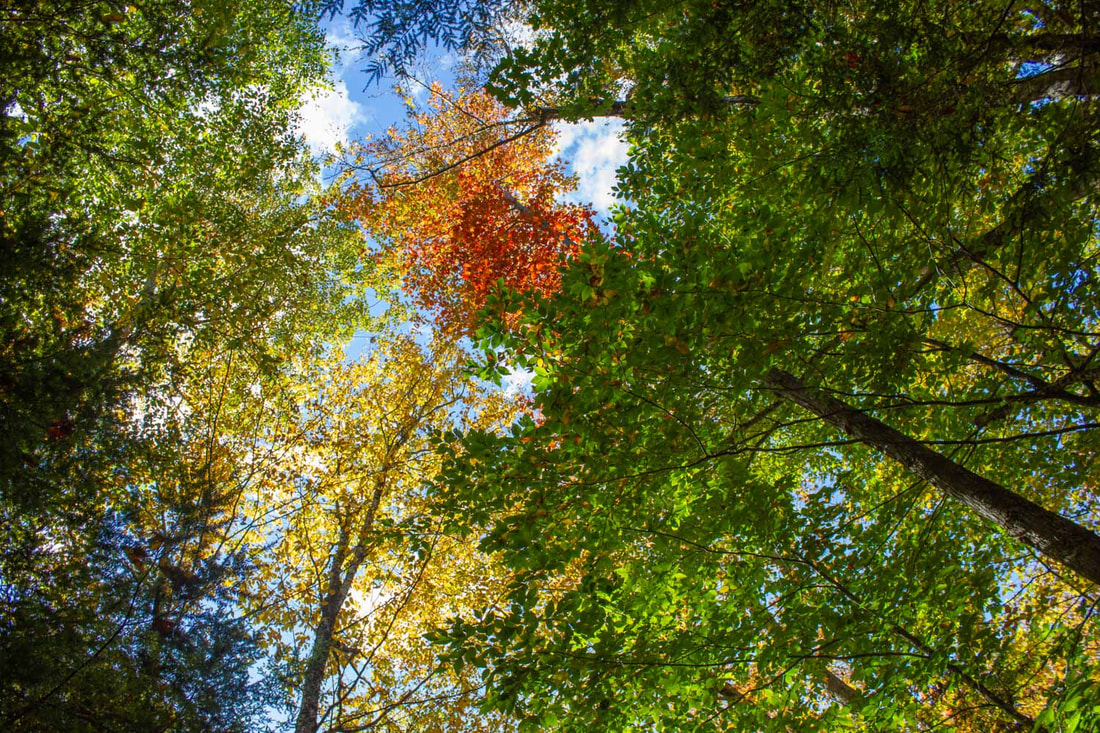 nature and landscape photo